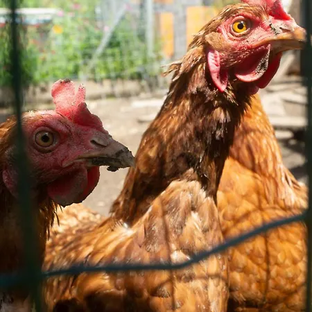 Haus Primosch Kwatera prywatna *