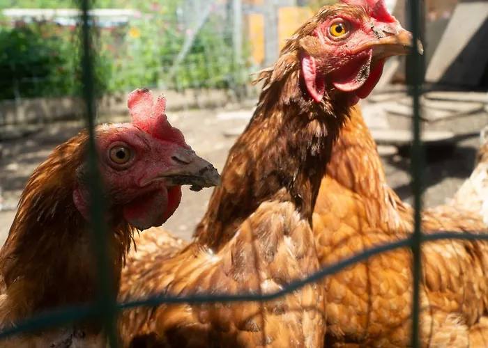 Haus Primosch Δωμάτια σε οικογενειακή κατοικία *